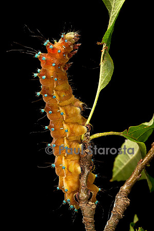 Saturnia pyri (grand paon de nuit) - chenille avant sa métamorphose