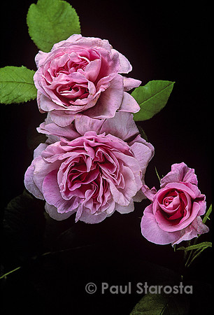 Rosa gallica ‘Ornement de la Nature’