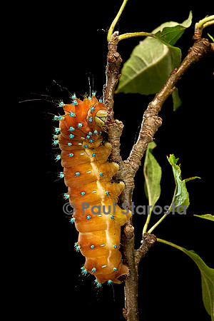 Saturnia pyri (grand paon de nuit) - chenille avant sa métamorphose
