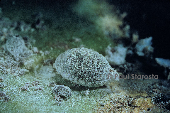 Dactylopius coccus (cochenille du cactus)