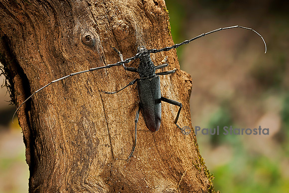 Cerambyx cerdo (grand capricorne)