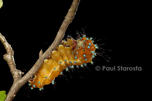 Saturnia pyri (grand paon de nuit) - chenille avant sa métamorphose