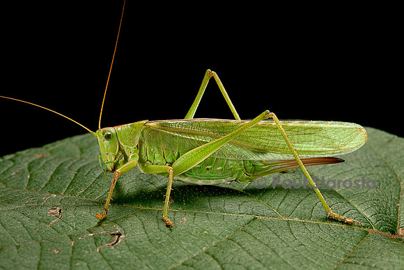 Tettigonia viridissima (sauterelle verte)