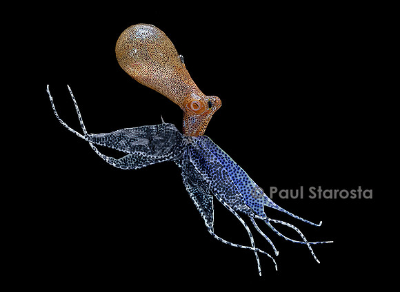 Mouche de pêche - poulpe, pieuvre