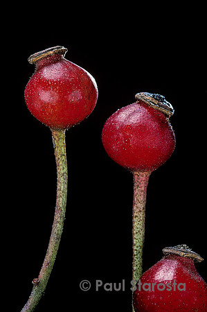 Rosa gallica ‘Violacea’ - fruits