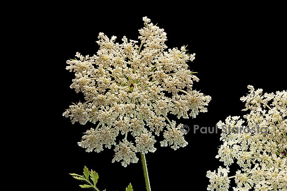 Daucus carota (carotte sauvage)