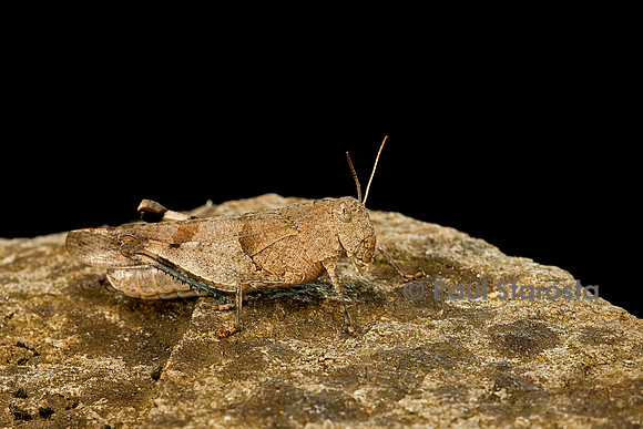 Oedipoda caerulescens (criquet à ailes bleues)