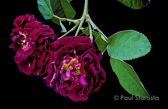 Rosa gallica ‘Tuscany Superb’