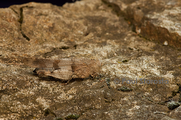 Oedipoda caerulescens (criquet à ailes bleues)