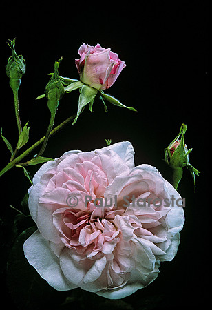 Rosa X centifolia ‘Fantin Latour’