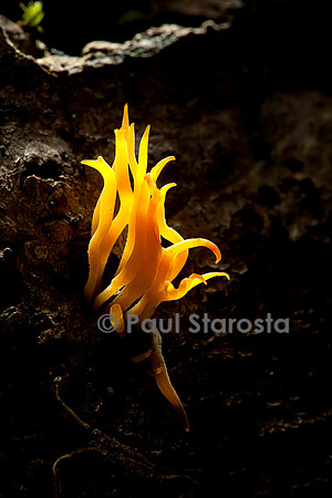 Calocera viscosa (calocère visqueuse)