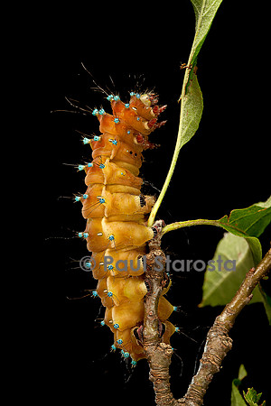 Saturnia pyri (grand paon de nuit) - chenille avant sa métamorphose