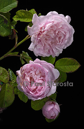 Rosa X damascena semperflorens