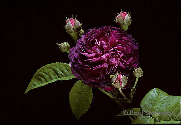Rosa gallica ‘Hippolyte’