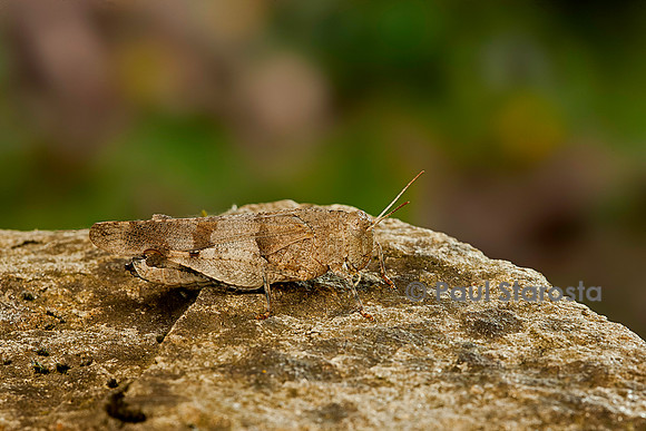 Oedipoda caerulescens (criquet à ailes bleues)