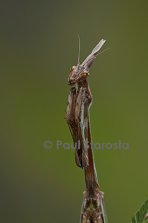 Empusa pennata (empuse commune) - femelle - portrait