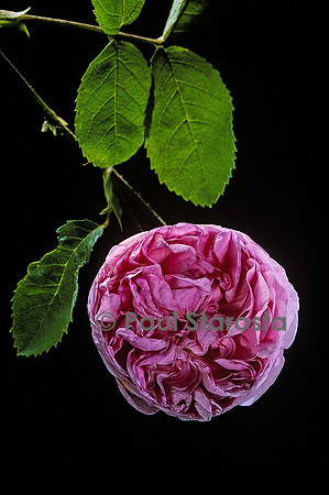 Rosa X centifolia ‘Major’ (rose des peintres)