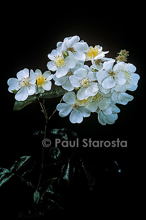 Rosa arvensis ‘Bennetts Seedling’
