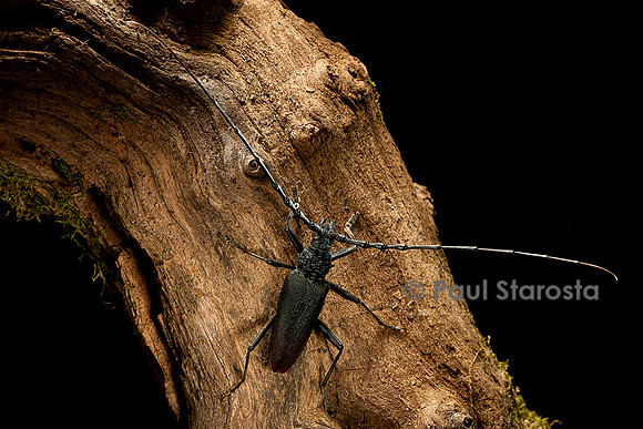 Cerambyx cerdo (grand capricorne)