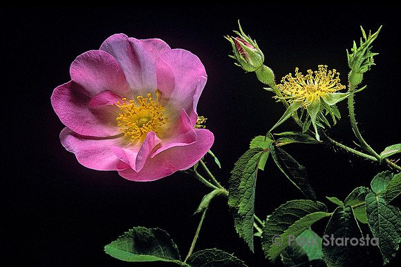 Rosa gallica