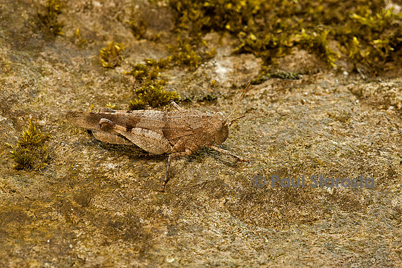 Oedipoda caerulescens (criquet à ailes bleues)