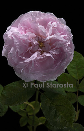 Rosa gallica ‘Duchesse de Montebello’