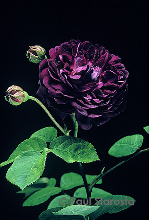 Rosa gallica ‘Cardinal de Richelieu’