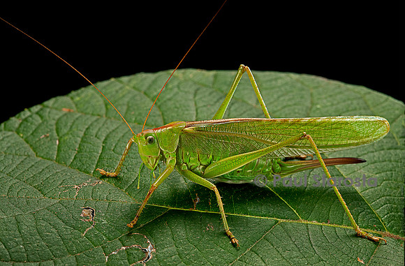 Tettigonia viridissima (sauterelle verte)