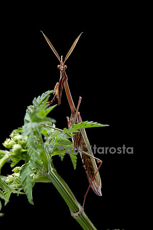 Empusa pennata (empuse commune) - mâle