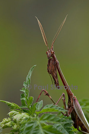 Empusa pennata (empuse commune) - mâle - portrait