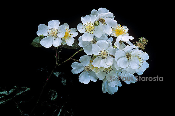 Rosa arvensis ‘Bennetts Seedling’
