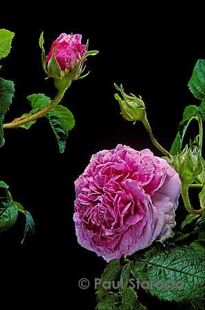 Rosa gallica ‘Louis Van Till’