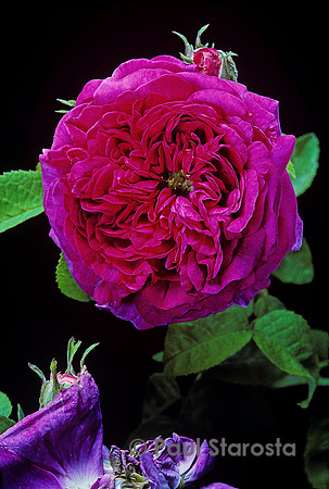 Rosa gallica ‘Louis Philippe’