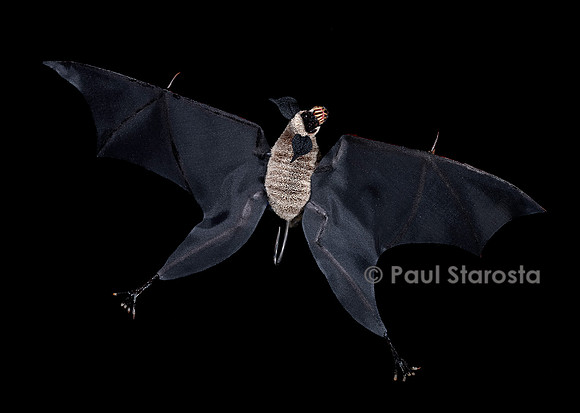 Mouche de pêche - chauve souris