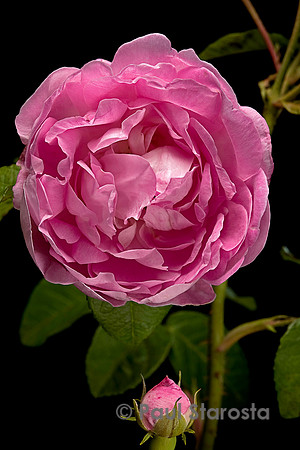 Rosa gallica  ‘Duchesse d'Angoulême’