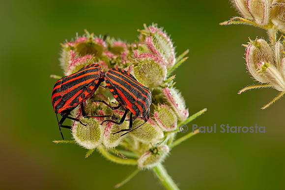 Graphosoma italicum (graphosome italien) - accouplement
