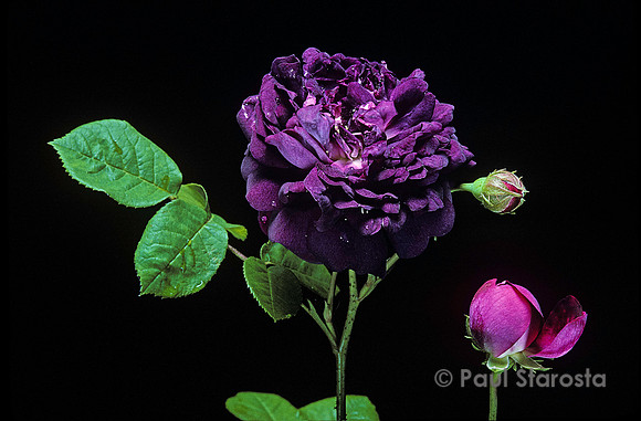 Rosa gallica ‘Cardinal de Richelieu’