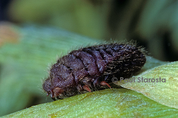 Porphyrophora polonica (cochenille de pologne)