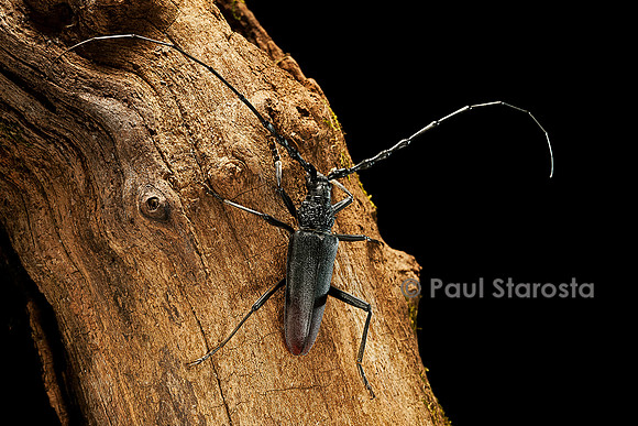 Cerambyx cerdo (grand capricorne)