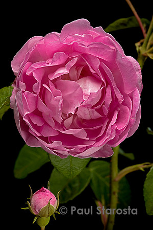 Rosa gallica  ‘Duchesse d'Angoulême’