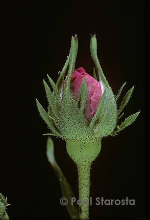 Rosa gallica ‘Charles de Mills’ - éclosion 3