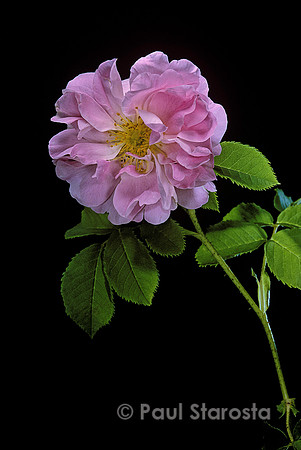 Rosa X damascena ‘Celsiana’