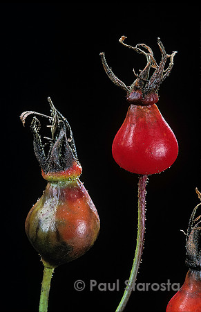 Rosa gallica ‘Splendens’ - fruits