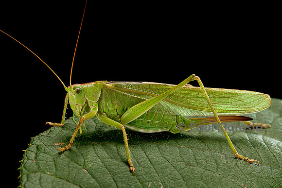 Tettigonia viridissima (sauterelle verte)