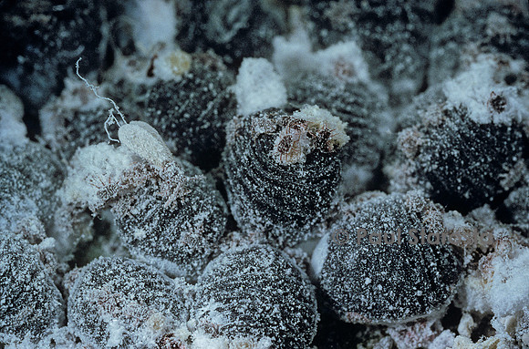 Dactylopius coccus (cochenille du cactus)