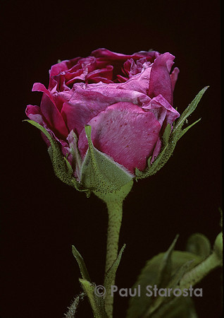 Rosa gallica ‘Charles de Mills’ - éclosion 4
