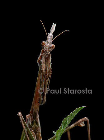 Empusa pennata (empuse commune) - femelle - portrait
