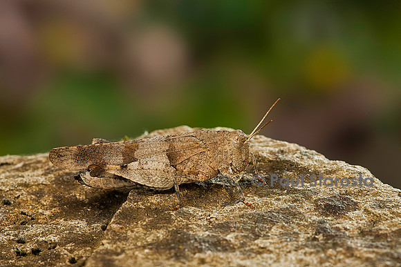 Oedipoda caerulescens (criquet à ailes bleues)