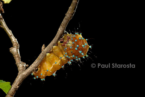 Saturnia pyri (grand paon de nuit) - chenille avant sa métamorphose