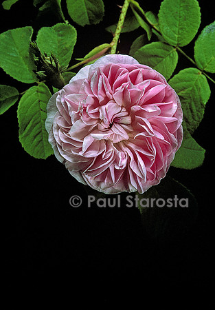 Rosa X centifolia ‘Petite Lisette’